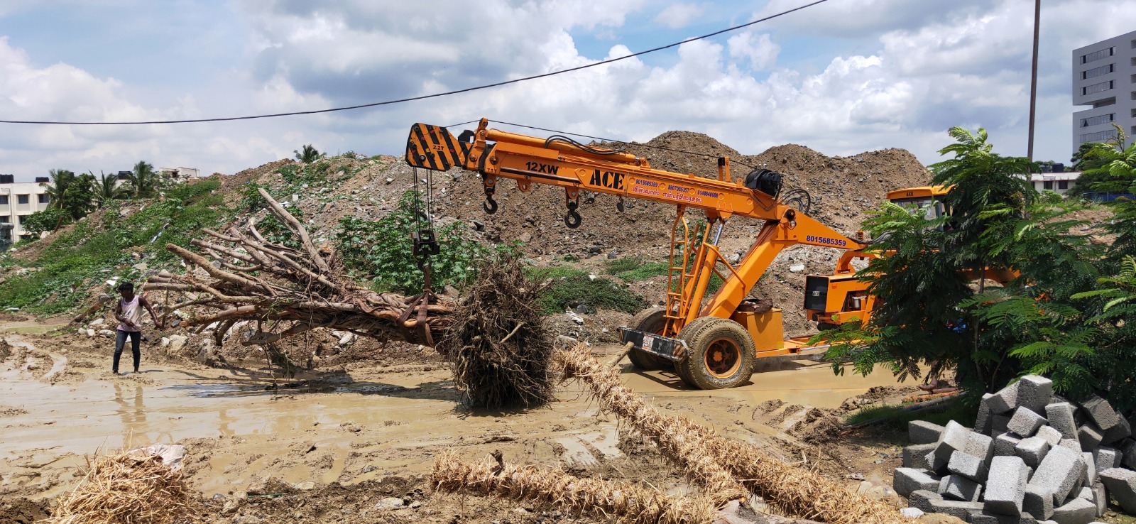 Heavy Machinery Tree Transplantation