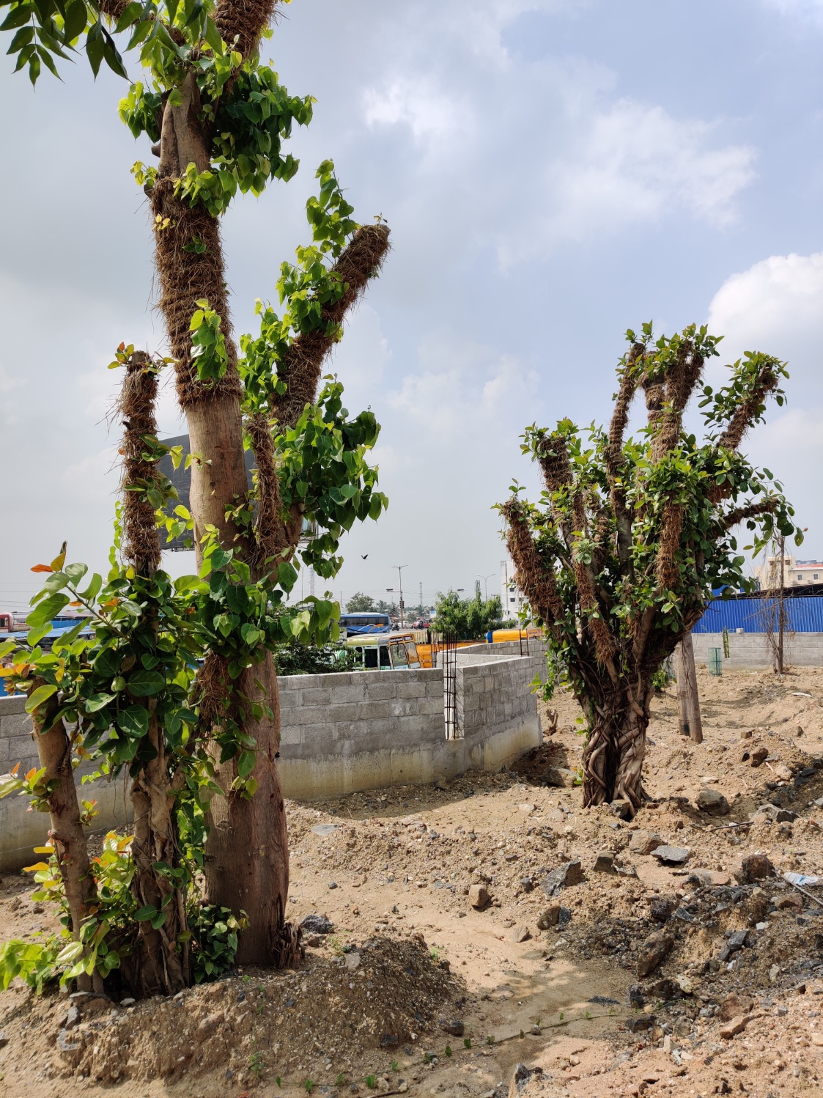 Successfully Transplanted Trees with New Growth
